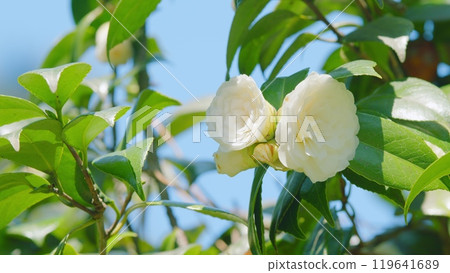 Japanese Camellia. Camellia Japonica White Flower In Full Bloom Under Sun. Close up. 119641689
