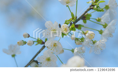 Flowering In Garden Prunus Avium Tree With White Little Blossoms. Sweet Cherry. Close up. Flowering In Garden Prunus Avium Tree With White Little Blossoms. Sweet Cherry. Close up. 119641696