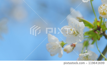 Wild Cherry Or Prunus Avium Blossoms. Branch Of Sweet Cherry With Flowers. Early Spring. Close up. 119641699