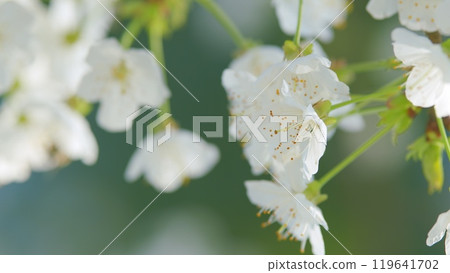 Prunus Avium. Blooming White Cherry Flowers Of Sweet Cherry. White Oriental Cherry. Close up. Prunus Avium. Blooming White Cherry Flowers Of Sweet Cherry. White Oriental Cherry. Close up. 119641702