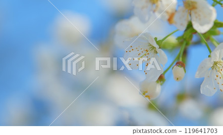 Sweet Cherry Branch With White Flowers. Variety Of Cherry Flowering Plant In Rose Family Or Rosaceae. Close up. 119641703