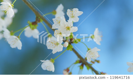 Early Spring. Prunus Avium Flowering Cherry. Blooming Sweet Cherry Tree In Spring. Close up. Early Spring. Prunus Avium Flowering Cherry. Blooming Sweet Cherry Tree In Spring. Close up. 119641716
