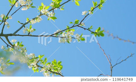 Wild Cherry. Beautiful Pink Prunus Avium Flowers Known As Wild Sweet Cherries Bloom. Close up. 119641749