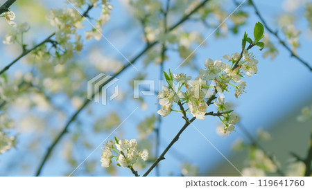 Flowering Cherry Tree Or Prunus Avium In Spring. White Flower Of Cherry On A Branch. Close up. 119641760