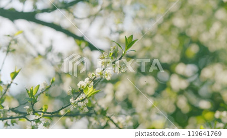 White Wild Cherry Blossom. White Springtime Flowers. Bird Cherry Is A Species Of A Flowering Plant In Rose Family Rosaceae. Bokeh. White Wild Cherry Blossom. White Springtime Flowers. Bird Cherry Is A Species Of A Flowering Plant In Rose Family Rosaceae. Bokeh. 119641769
