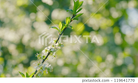 Bird Cherry Tree Prunus Padus Flowering White Flowers In Spring. Gean Or Bird Cherry. Bokeh. Bird Cherry Tree Prunus Padus Flowering White Flowers In Spring. Gean Or Bird Cherry. Bokeh. 119641770