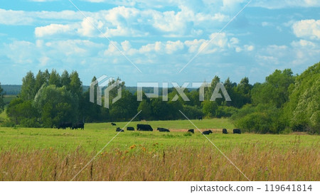 Cows On A Field. Amazing Aerial Scenery Of Herd Of Cows Pasturing On Green Meadow. 119641814