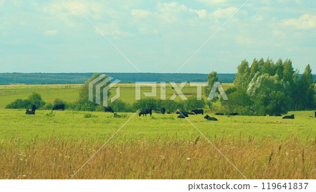 Black Angus In Summer Green Grassy Meadow. Skyline With Fluffy White Clouds In A Blue Sky. 119641837
