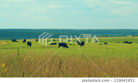 Cows Grazing On A Field In Summer. Herd Of Black Cows Grazing. Open Farm With Cattle On Field In Countryside Farm. Cows Grazing On A Field In Summer. Herd Of Black Cows Grazing. Open Farm With Cattle On Field In Countryside Farm. 119641851