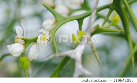 Citrus Trifoliata Fruit Tree. Thorny Shrub With White Flowers. Flowering Of Trifoliate Orange. Pan. Citrus Trifoliata Fruit Tree. Thorny Shrub With White Flowers. Flowering Of Trifoliate Orange. Pan. 119641893