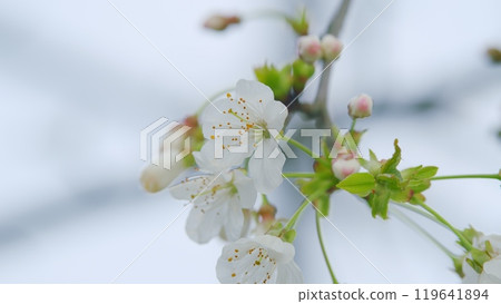 Sunny White Wild Cherry Blossoms In Springtime. Group Of Beautiful White Petals Cherry Flowers In Bloom. Close up. Sunny White Wild Cherry Blossoms In Springtime. Group Of Beautiful White Petals Cherry Flowers In Bloom. Close up. 119641894