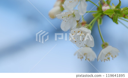 Sweet Cherry Branch With White Flowers. Variety Of Cherry Flowering Plant In Rose Family Or Rosaceae. Close up. Sweet Cherry Branch With White Flowers. Variety Of Cherry Flowering Plant In Rose Family Or Rosaceae. Close up. 119641895