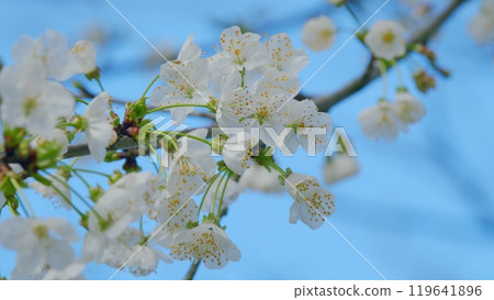 Prunus Avium. Blooming White Cherry Flowers Of Sweet Cherry. White Oriental Cherry. Close up. 119641896