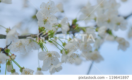Wild Cherry. Beautiful Pink Prunus Avium Flowers Known As Wild Sweet Cherries Bloom. Close up. Wild Cherry. Beautiful Pink Prunus Avium Flowers Known As Wild Sweet Cherries Bloom. Close up. 119641897
