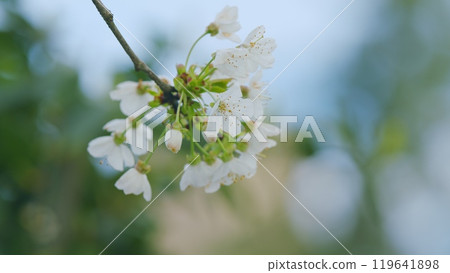 Prunus Avium. Blooming White Cherry Flowers Of Sweet Cherry. White Oriental Cherry. Close up. Prunus Avium. Blooming White Cherry Flowers Of Sweet Cherry. White Oriental Cherry. Close up. 119641898
