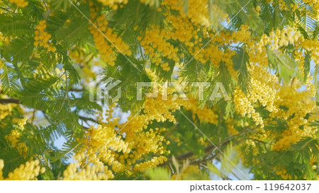 Spring Is Coming. Acacia Dealbata Or Mimosa Tree Is A Symbol Of Happy Womens Day. 8 March Women Day. Close up. Spring Is Coming. Acacia Dealbata Or Mimosa Tree Is A Symbol Of Happy Womens Day. 8 March Women Day. Close up. 119642037