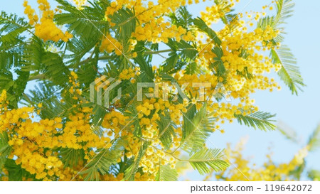 Sunny Spring Day. Mimosa Tree. Yellow Fluffy Acacia Dealbata Mimosa Tree Flowers. Spring Is Coming. Close up. 119642072