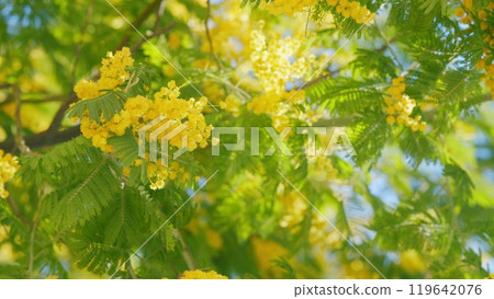 International Womens Day On March 8. Yellow Mimosa Flowers Or Acacia Dealbata Blooming. Close up. 119642076