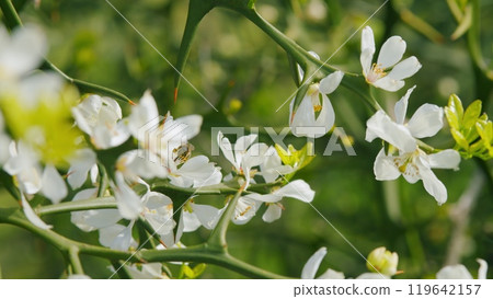 Bee Collecting Pollen On Flowers Is Trifoliate Orange. Citrus Trifoliata In Spring Garden. Close up. 119642157