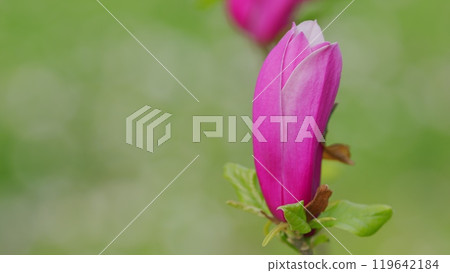 Purple Magnolia. Blooming Pink Magnolia Flowers. Spring Background. Close up. Purple Magnolia. Blooming Pink Magnolia Flowers. Spring Background. Close up. 119642184