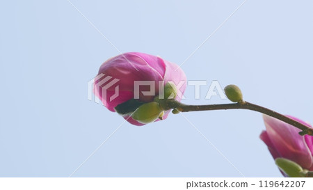 Spring Garden. Magnolia Flowering. Beautiful And Pink Magnolia Flowers With Buds. Close up. 119642207