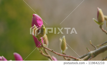 Beautiful Light Pink Magnolia Flowers. Pink Magnolia Flowers In The Sunlight. Close up. Beautiful Light Pink Magnolia Flowers. Pink Magnolia Flowers In The Sunlight. Close up. 119642210
