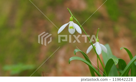Cluster Of Flowering Common Snowdrop Or Galanthus Nivalis. Best-Known And Most Widespread Of 20 Species In Its Genus. Cluster Of Flowering Common Snowdrop Or Galanthus Nivalis. Best-Known And Most Widespread Of 20 Species In Its Genus. 119642228