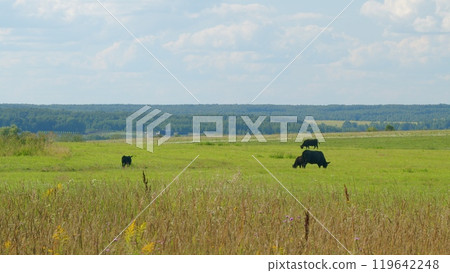 Black Angus Cattle Cows Grazing On Farmland. Cows Grazing On A Green Summer Meadow. 119642248