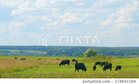 Cows Grazing In Pasture Under Big Blue Sky. Group Of Cows Grazing In Pasture. Cows Grazing In Pasture Under Big Blue Sky. Group Of Cows Grazing In Pasture. 119642269