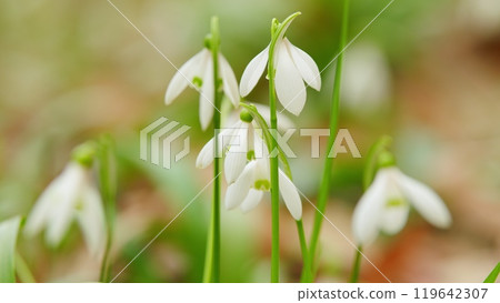 Common Snowdrop Or Galanthus Nivalis In Spring. Little First Spring Flowers. White Snowdrop Flowers. Common Snowdrop Or Galanthus Nivalis In Spring. Little First Spring Flowers. White Snowdrop Flowers. 119642307