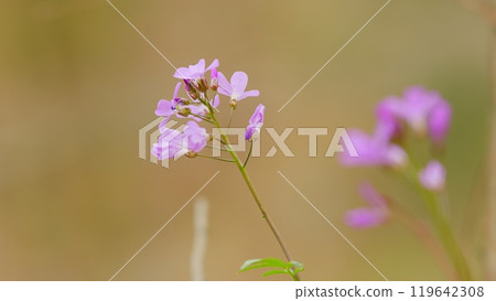 Cardamine - First Spring Forest Flowers. Purple And Lilac Forest Flowers. Beautiful Spring Floral Background. 119642308