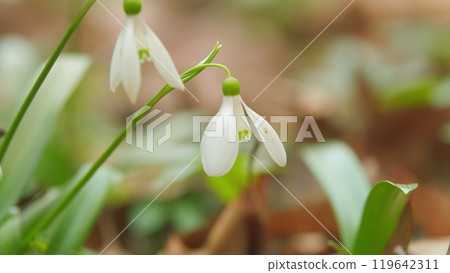 Flowers Of Snowdrop Spring Garden. Snowdrop Or Galanthus Family Of Amaryllis Family. Amaryllidaceae. Flowers Of Snowdrop Spring Garden. Snowdrop Or Galanthus Family Of Amaryllis Family. Amaryllidaceae. 119642311