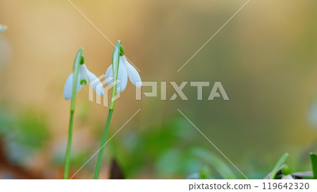 March 8 Holiday. White Snowdrop Flower Perennial Herbaceous Plant. Snowdrop Flowers Blossoming In A Meadow. March 8 Holiday. White Snowdrop Flower Perennial Herbaceous Plant. Snowdrop Flowers Blossoming In A Meadow. 119642320