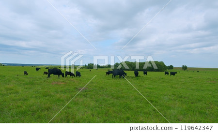 Animals concept. Cow walking along a green grassy meadow field. Angus cattle. Animals concept. Cow walking along a green grassy meadow field. Angus cattle. 119642347
