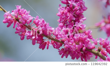Ornamental Tree Blooming With Beautiful Pink Colored Flowers. Trees In Spring. Close up. Ornamental Tree Blooming With Beautiful Pink Colored Flowers. Trees In Spring. Close up. 119642392