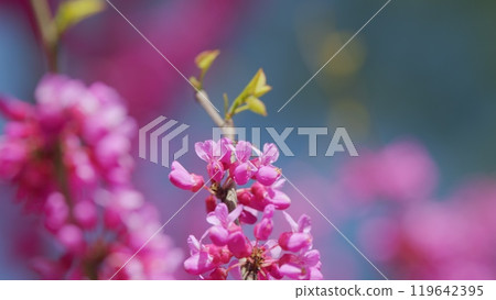 Tree In The Garden Of A Blossoming Tree With Pink Flowers. Branch With Pink Flowers Of The Judas Tree. Close up. Tree In The Garden Of A Blossoming Tree With Pink Flowers. Branch With Pink Flowers Of The Judas Tree. Close up. 119642395