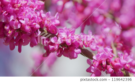 The Deep Pink Flowers. Judas Tree - Cercis Siliquastrum Branch In Full Bloom With Pink Flowers. Close up. 119642396