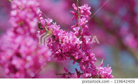 Judas Flower Branches And The Bee Find And Get Nectar. Tree In The Flowering Plant Family Fabaceae. Close up. Judas Flower Branches And The Bee Find And Get Nectar. Tree In The Flowering Plant Family Fabaceae. Close up. 119642409