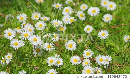 Flowering Of Daisies. Known As Common Daisy. Daisy Flowers Growing On Meadow. Close up. Flowering Of Daisies. Known As Common Daisy. Daisy Flowers Growing On Meadow. Close up. 119642470