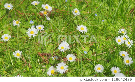 Daisy Flower Garden Full Bloom Plant. Chamomile Flowers Field Wide Background In Sun Light. Close up. Daisy Flower Garden Full Bloom Plant. Chamomile Flowers Field Wide Background In Sun Light. Close up. 119642489