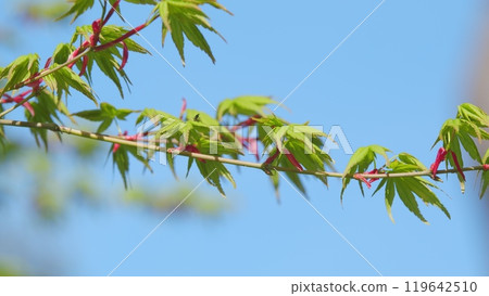 Japanese Maple Latin Name Acer Palmatum. New Green Leaves Of Acer Palmatum. Close up. Japanese Maple Latin Name Acer Palmatum. New Green Leaves Of Acer Palmatum. Close up. 119642510