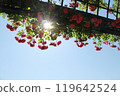 rose	 119642524
