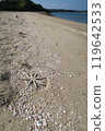 coast 119642533