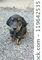 A puppy 119642535