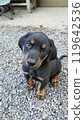 A puppy 119642536