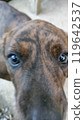A puppy 119642537