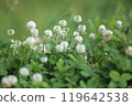 White clover 119642538