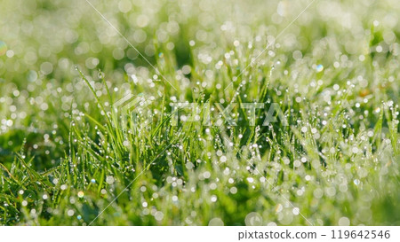 Fresh Green Grass Field With Dew Drops In Sunshine. Fresh Grass With Dew Drops And Bokeh Lights. Pan. Fresh Green Grass Field With Dew Drops In Sunshine. Fresh Grass With Dew Drops And Bokeh Lights. Pan. 119642546