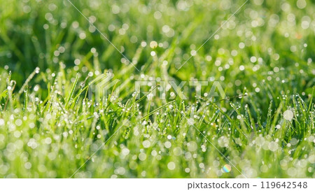 Beautiful Nature Field Landscape With Water Droplets. Rain Water Drops On Leaf At Morning. Pan. Beautiful Nature Field Landscape With Water Droplets. Rain Water Drops On Leaf At Morning. Pan. 119642548