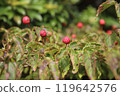 Yamabashi 119642576